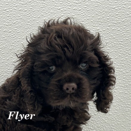 puppy, for, sale, Cocker Spaniel, Joe & Cherri  Overlease, dog, breeder, Miller, MO, dog-breeder, puppy-for-sale, forsale, nearby, find, puppyfind, locator, puppylocator, aca